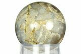 Polished Agatized Fossil Coral Sphere - Indonesia #311546-1